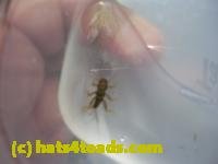 /home//u458753944/public_html/sourcegallery////////////////Insects and small critters/stoneflies (Plecoptera)/DSCN6158.JPG
